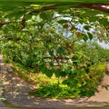 写真: 2013年5月14日　長尾川河畔 桜の実　360度パノラマ写真 HDR 1200