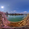 写真: 360度パノラマ写真　紅梅と白梅　巴川河畔 HDR