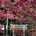 写真: 興津　茨原神社とカワヅサクラ　HDR