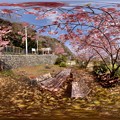 写真: 360度パノラマ写真　興津・不動尊踏切付近の桜(カワヅサクラ)　(1) HDR