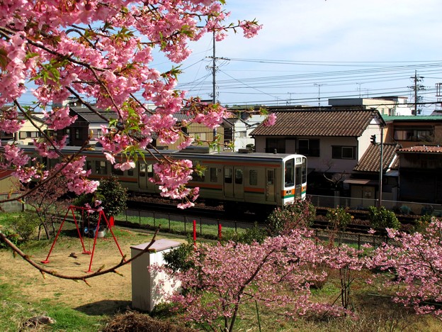 写真: 興津　東海道本線とカワヅサクラ