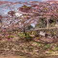 写真: 360度パノラマ写真　興津・不動尊踏切付近の桜(カワヅサクラ)　(3) HDR