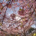 写真: 興津・不動尊踏切付近の桜(カワヅサクラ)　(3) HDR