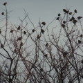 写真: 雀、雀、雀