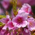 ◆平七桜