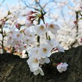 写真: 古桜の幹から