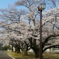 写真: 古桜の並び
