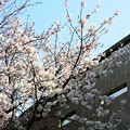 写真: 球場にも桜