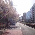 写真: 130404 明治通りは葉桜
