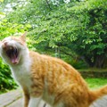 写真: 猫のあくび