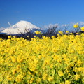 写真: 菜の花富士山
