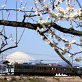 写真: 富士山電車（御殿場線バージョン With 梅）