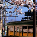 写真: お花見電車（江ノ電バージョン With 桜）