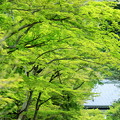 写真: 緑の鎌倉