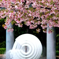 Sakura Fauntain