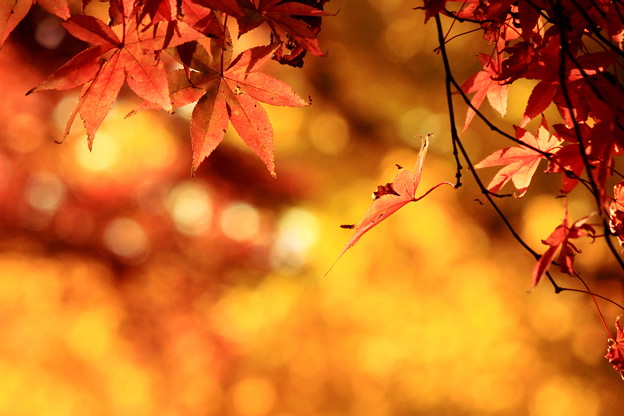 写真: 源氏山、紅葉。