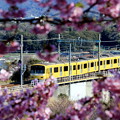 写真: 春咲電車
