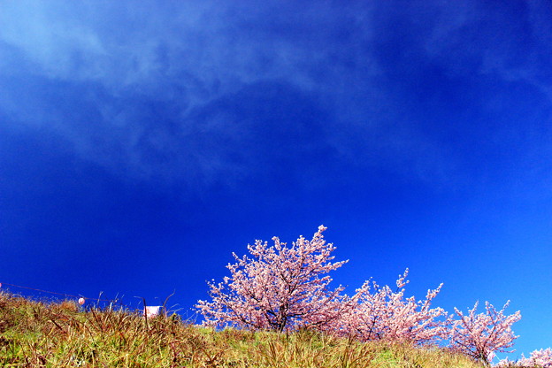 写真: 花咲く丘