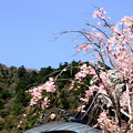 Photos: 大山桜