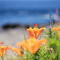 写真: 海辺の花