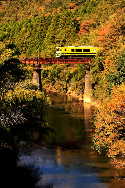 写真: 秋の鉄橋列車