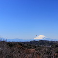 写真: トンビ富士