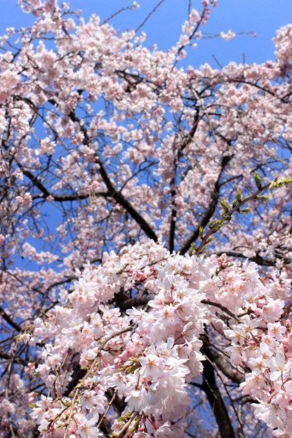 写真: Sakura Drops
