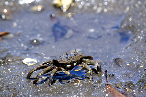 写真: Dancin' Crab