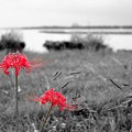 海辺の紅い花