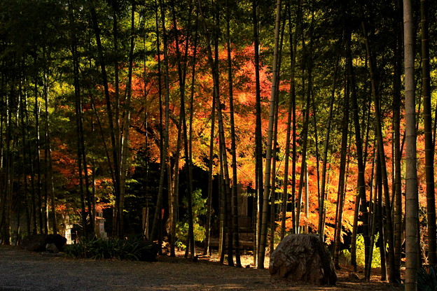 写真: 竹林の彩