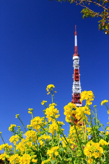 写真: 春色タワー