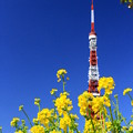 春色タワー