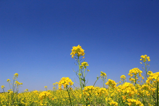 茨城 Hyper Yellow Spring