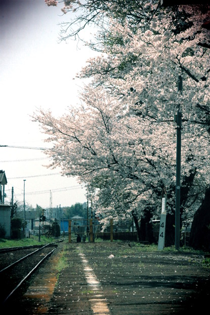 花咲く小駅