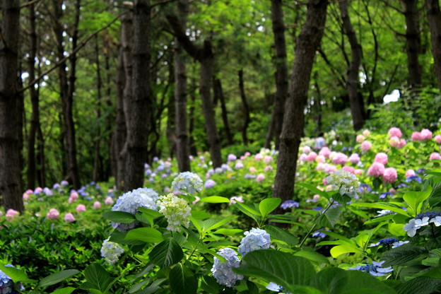 紫陽花の森
