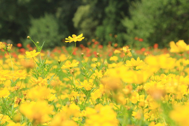 写真: 真夏の花畑