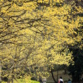 黄色い散歩道