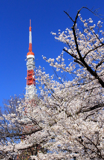写真: Tokyo Blossom