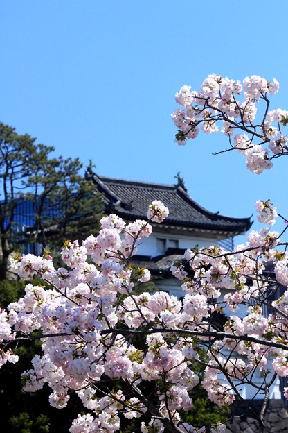 写真: 江戸城の桜
