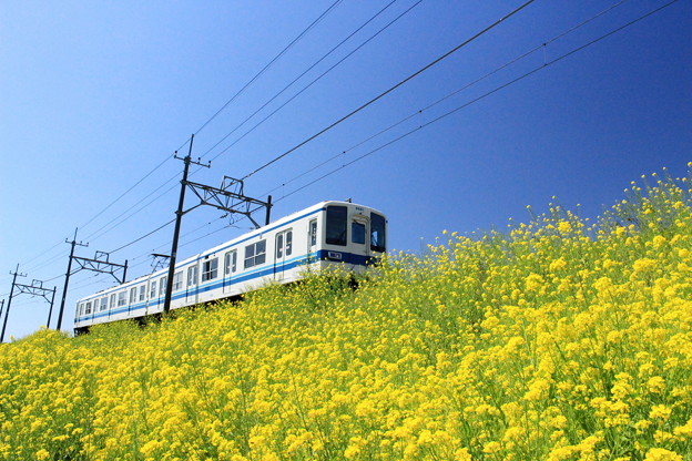 写真: 快走！菜の花電車