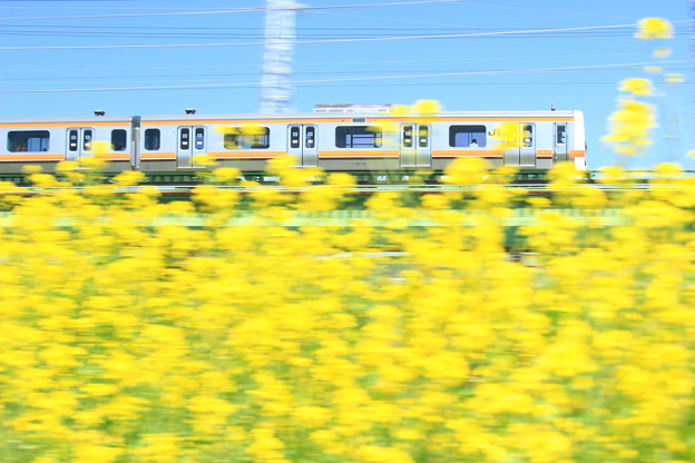 Musashino Spring