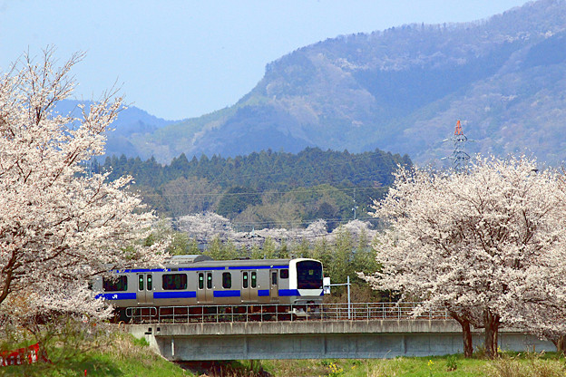 写真: お花見電車