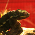 Photos: Thinking With A Reptile
