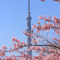 花咲く東京