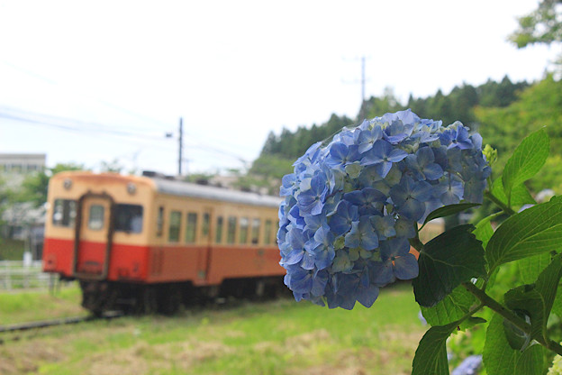 写真: 鉄路に咲く花