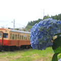 鉄路に咲く花