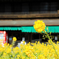 Photos: 春咲く参道