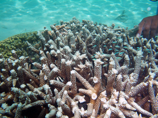 写真: 珊瑚（タモンビーチ）