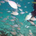 写真: 魚群（タモンビーチ）