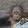 写真: オランウータンの赤ちゃん